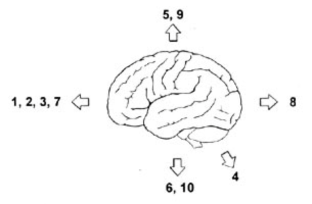 Neuroanatomical terms of orientation .png